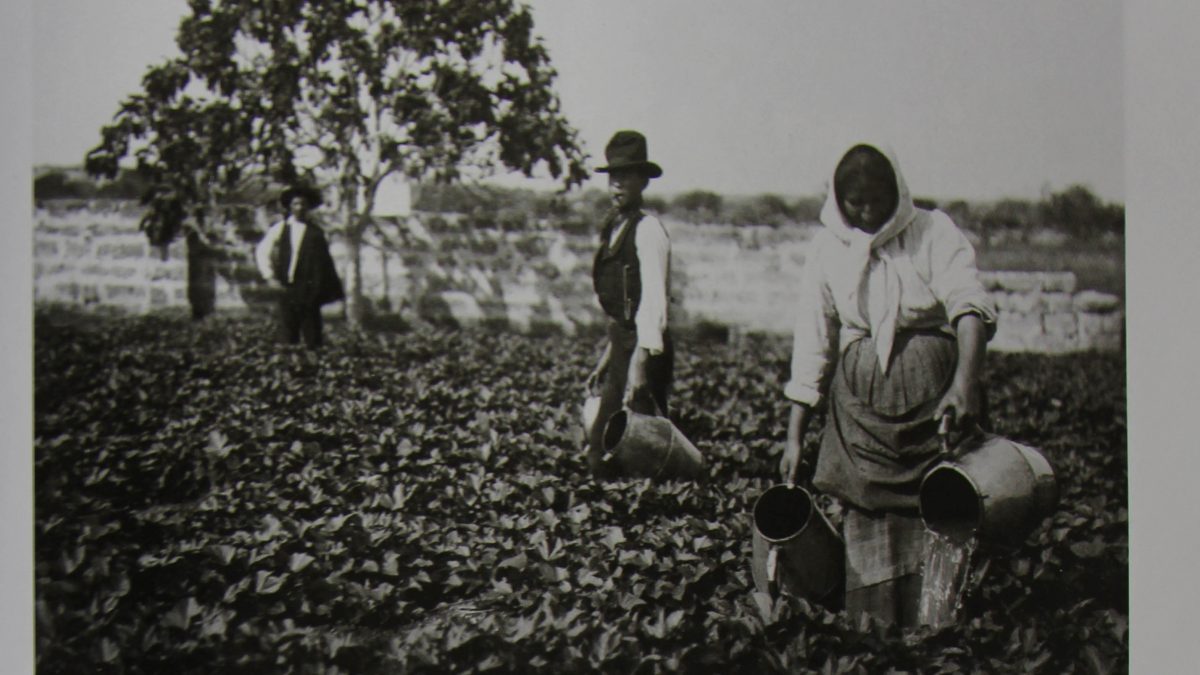storia delle patate dolci di calimera